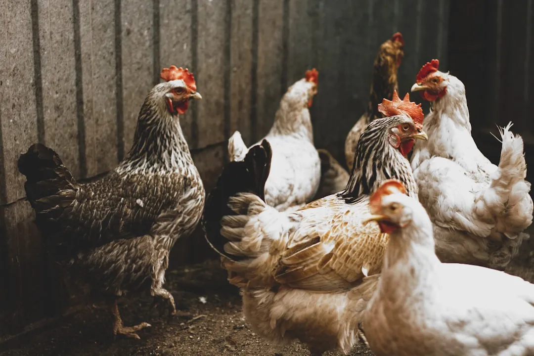 Photo Animal rights