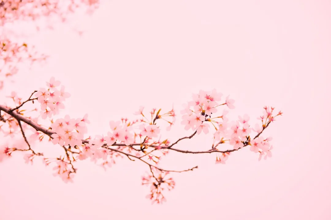 Photo Cherry blossoms