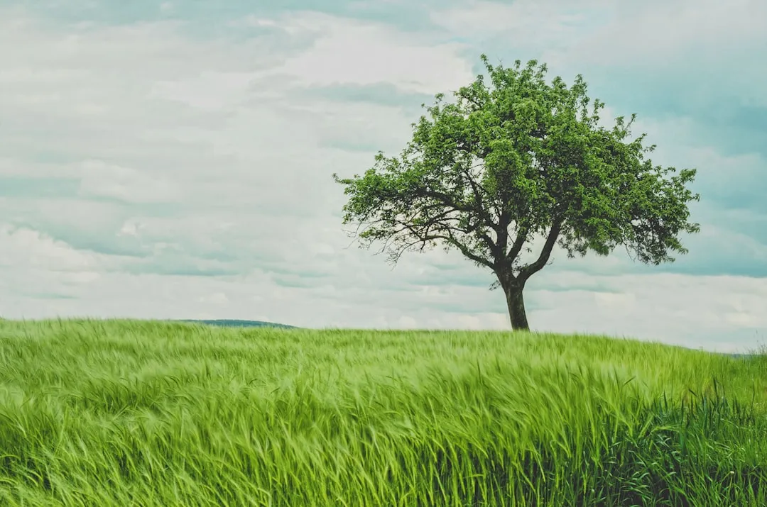 Photo Bodhi tree